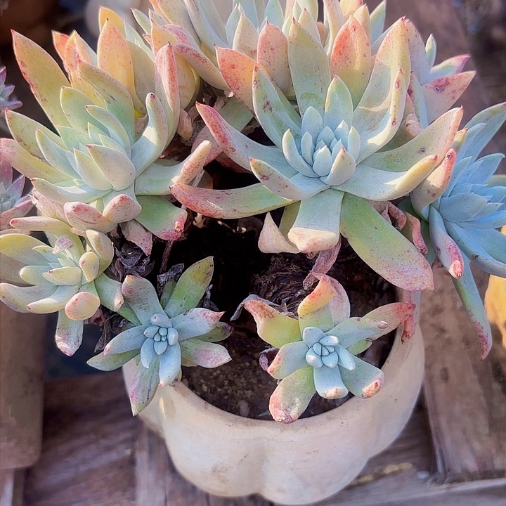 仙女杯多肉植物盆栽