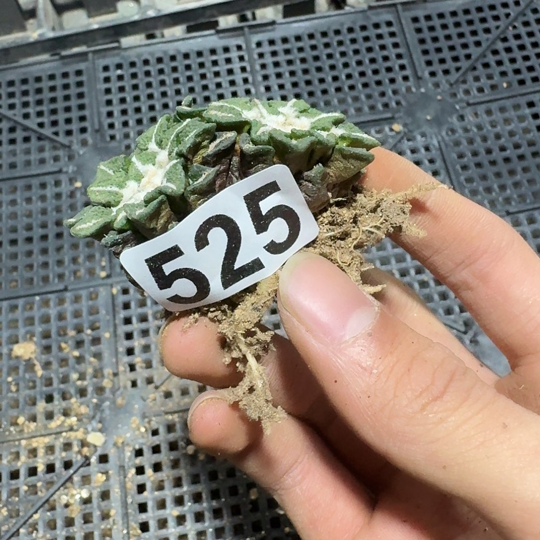 525号仙人球萝卜根黑牡丹
