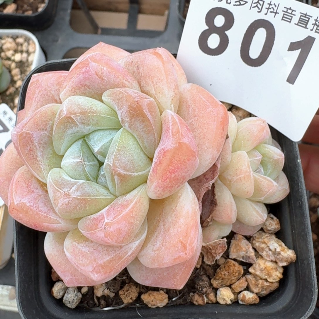 冰玉         多肉植物