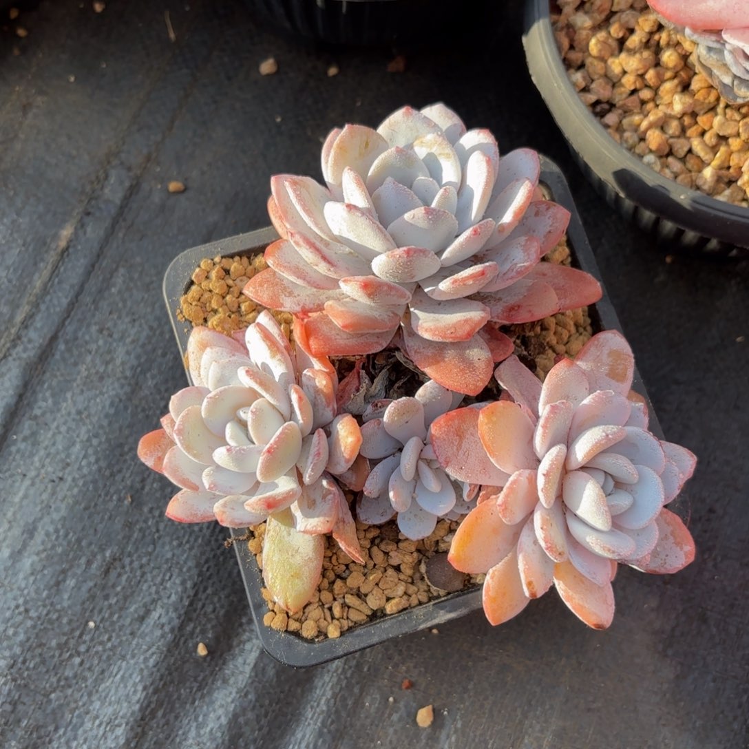 柴****哈哈哈哈哈宝贝不好吧宝贝