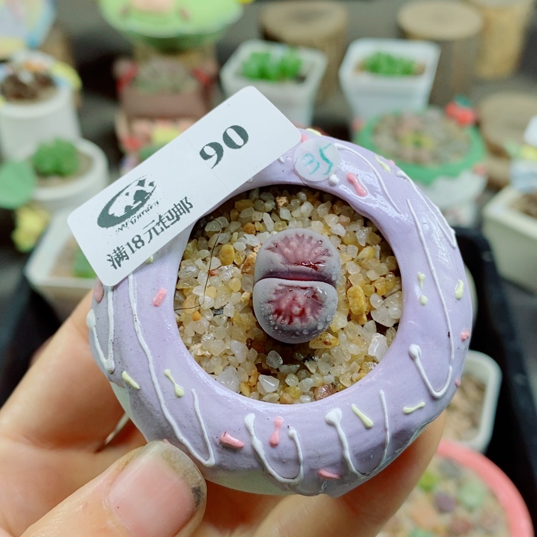 生石花花哈哈哈哈花花90