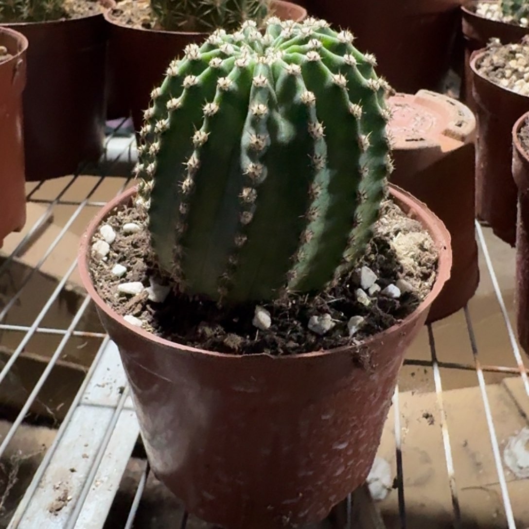 咖***啡依然仙人球侧牙一个