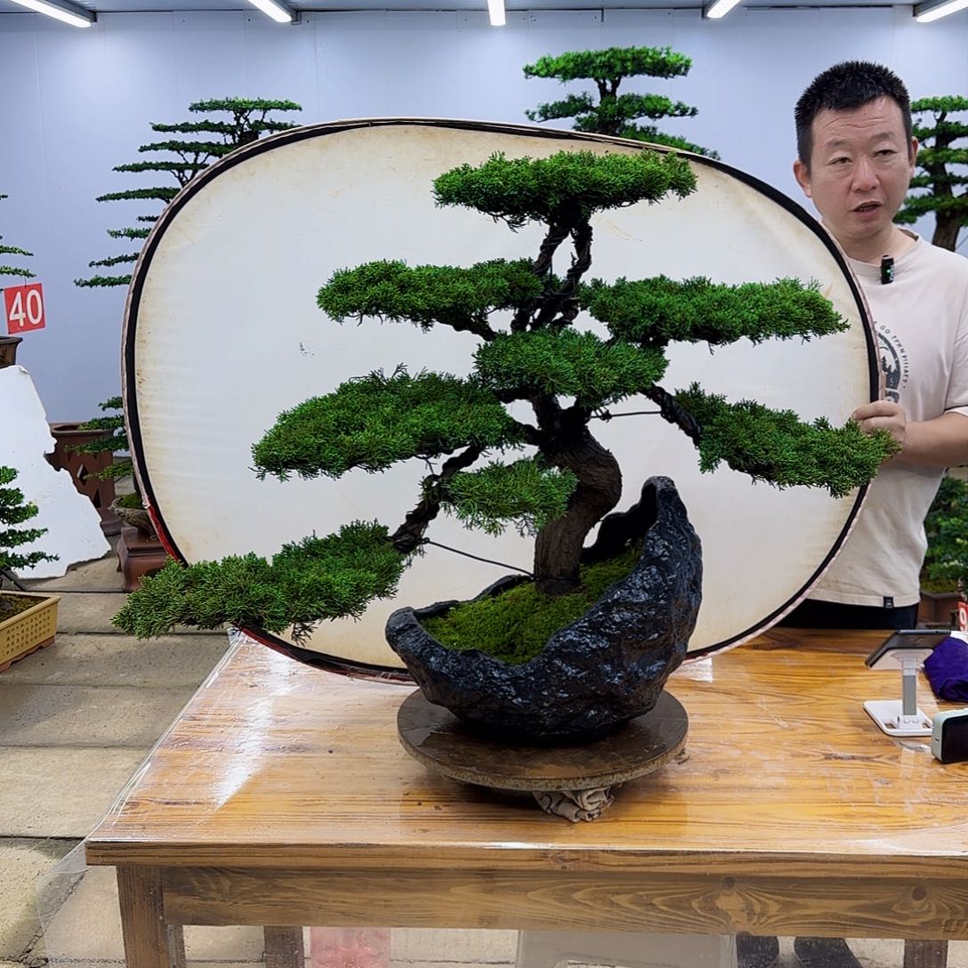 新***批无花朵济州真柏盆景直播间