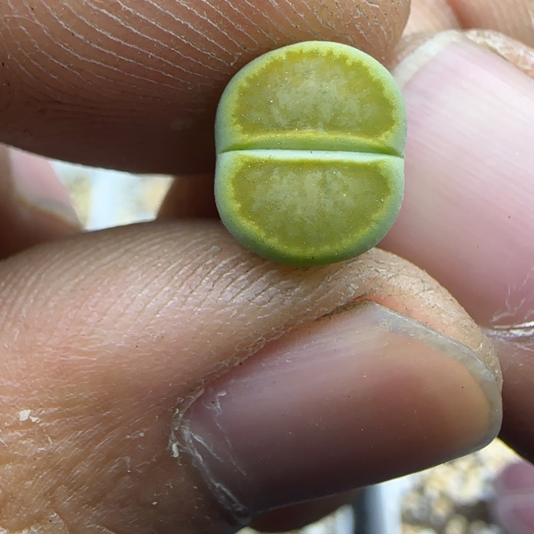 655 生石花大棚直播