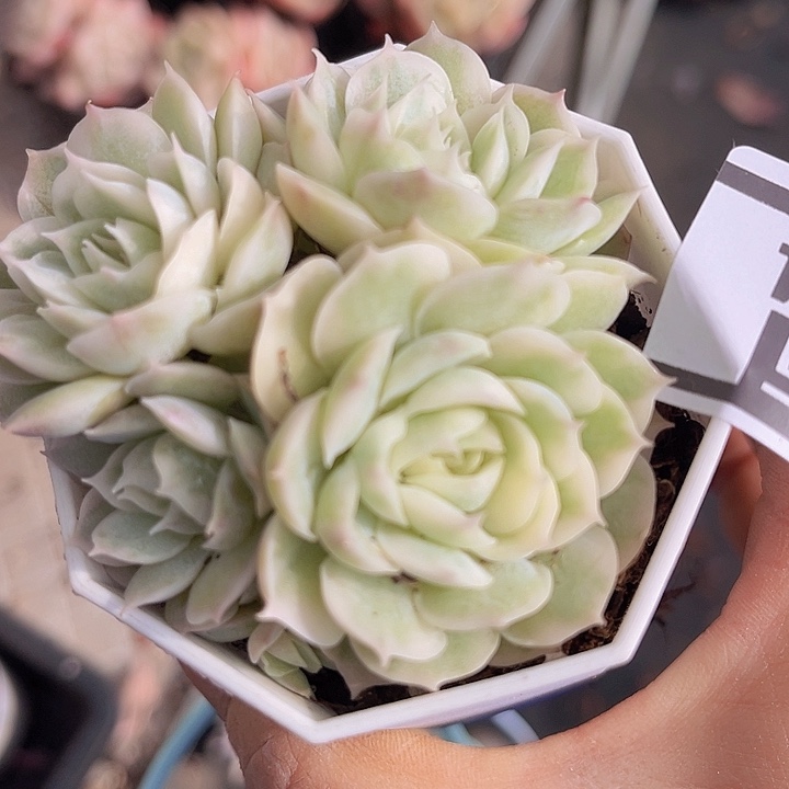 昂斯诺锦0164多肉植物