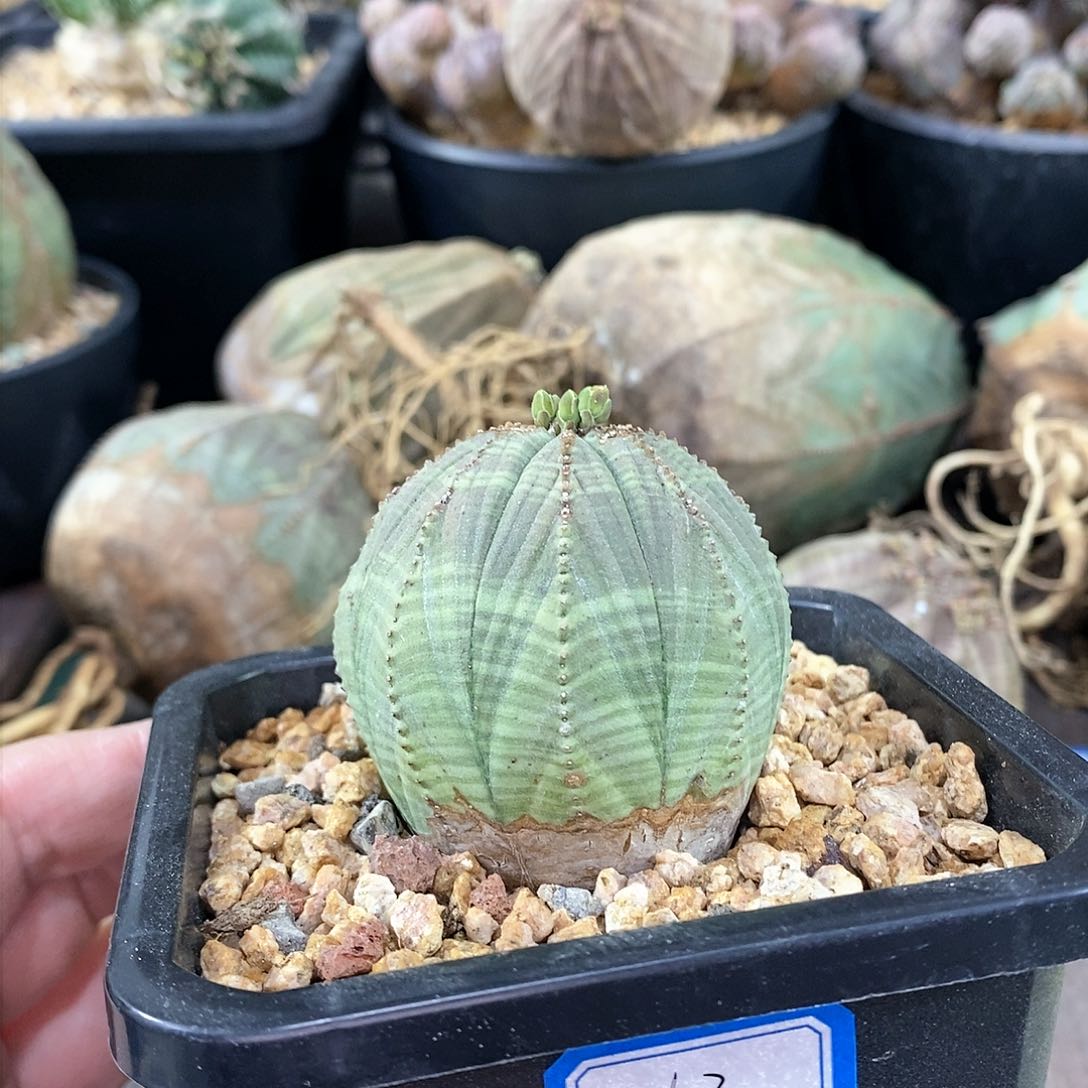 欧系实生布纹球多肉植物