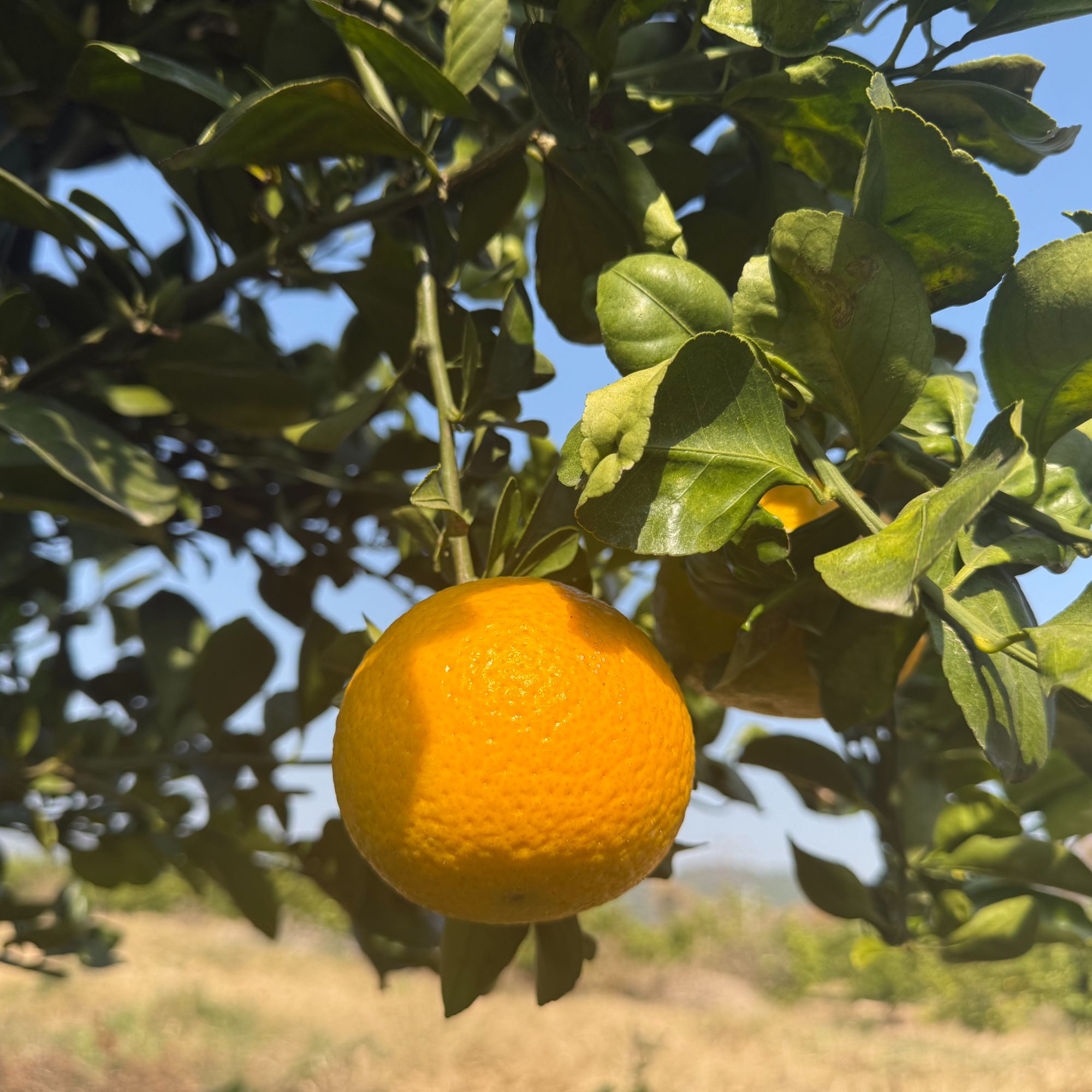 江西新余蒙山桔柚稀有品种桔子嫁接柚子一种水果两种口味