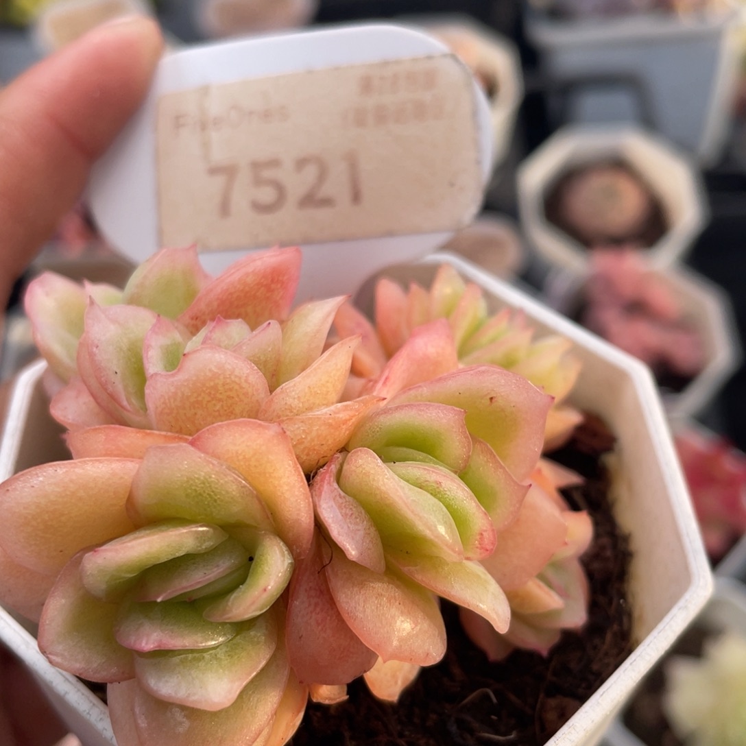 冰玫瑰群7521-5.5厘米