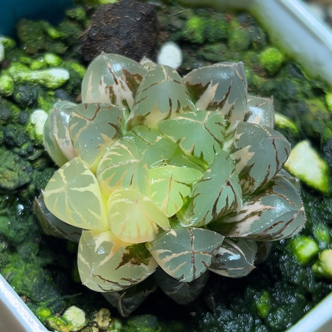 恭喜发财大吉大利0074