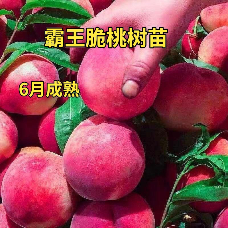 霸王脆桃树苗大红桃树苗（6月成熟）南方北方均可种植
