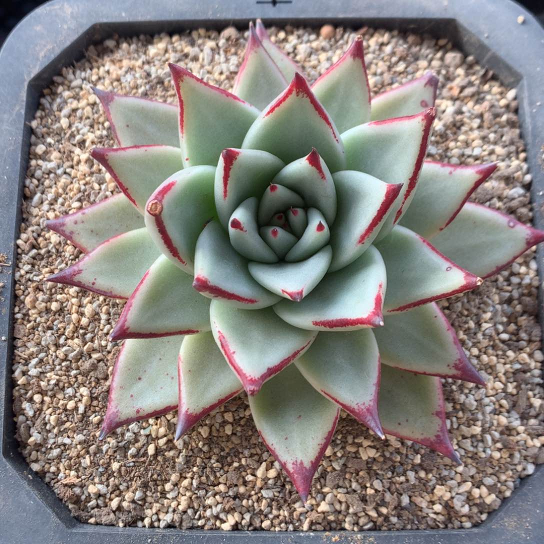 声朵香多肉福利啦