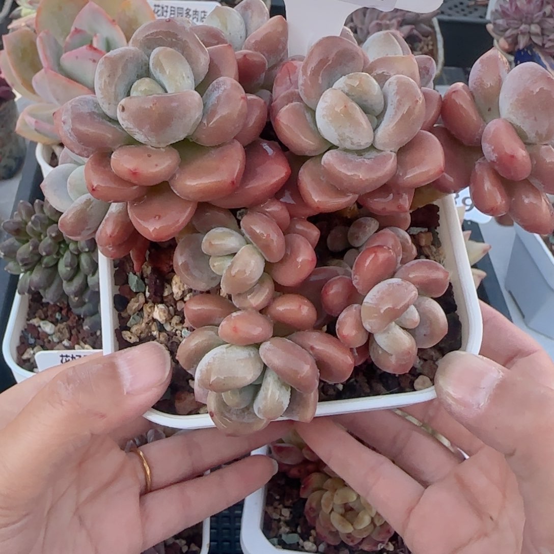 多肉植物4891…………….