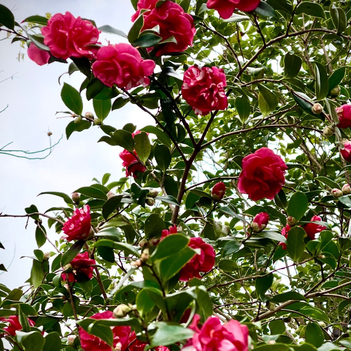 茶梅一物一拍 直播间茶梅室外栽种