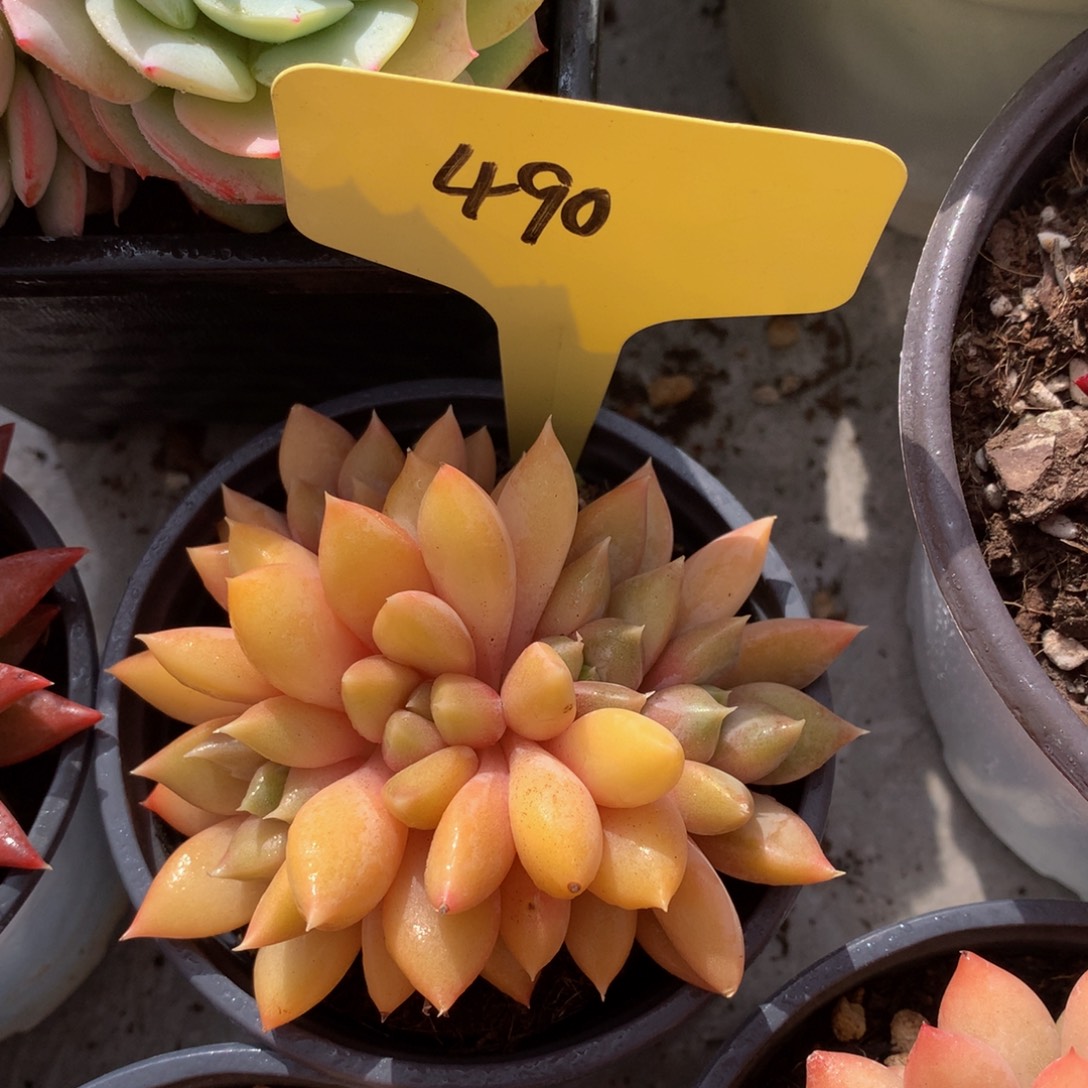 红象牙7272727273737