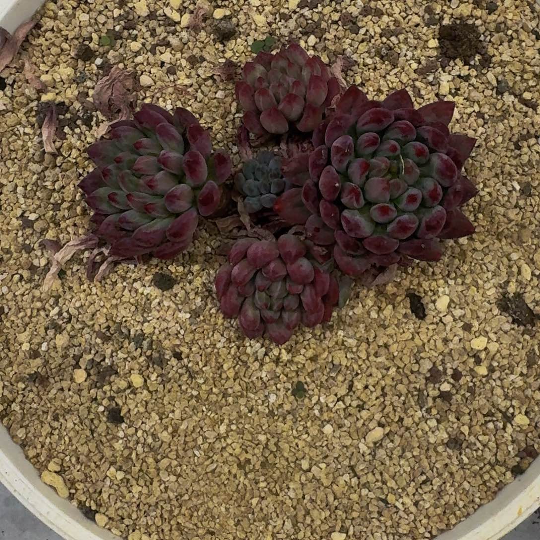 流沙体 虞美人  一物一拍