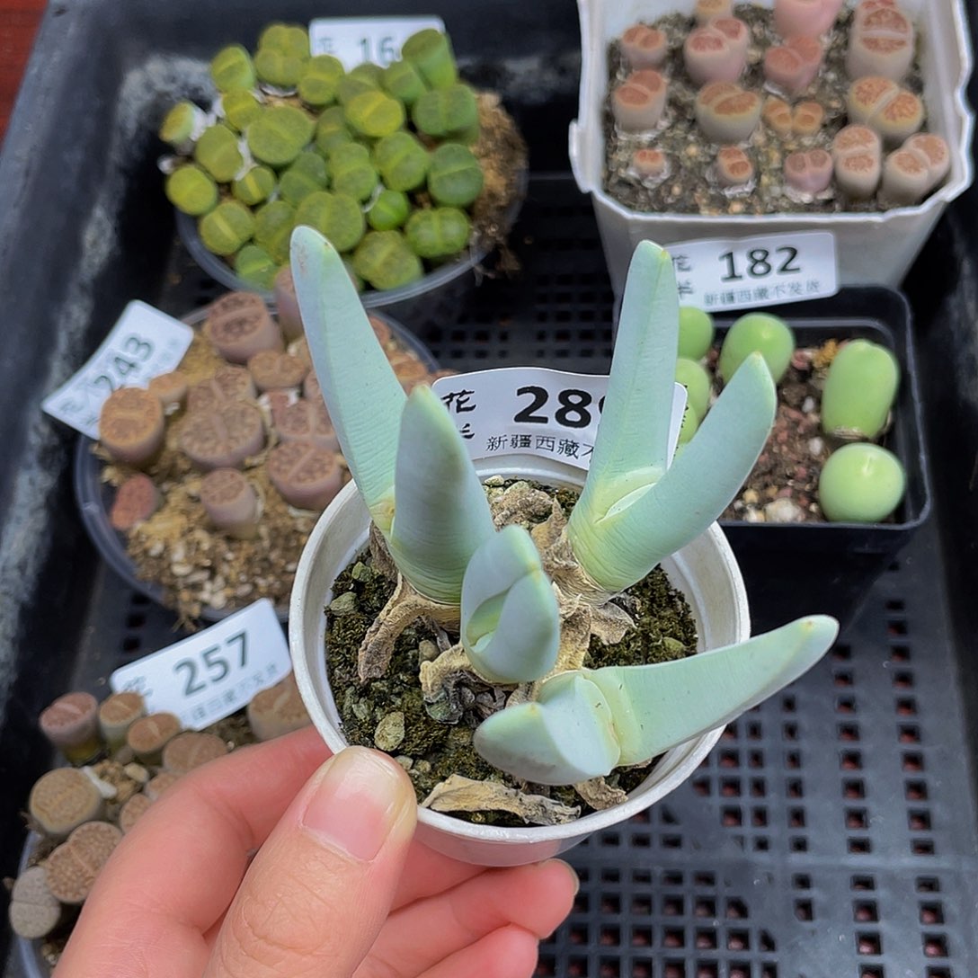 28900000000花花花花花花花花