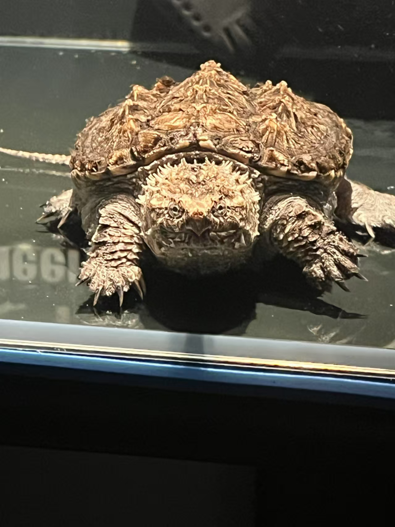 【珺临龟业】佛鳄爆刺大小瑕疵禄子亚成活物水族观赏龟