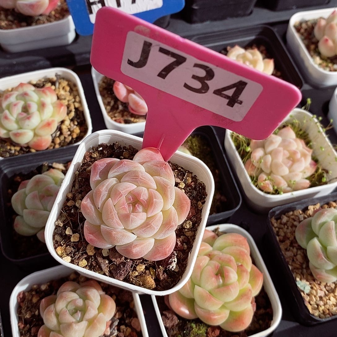 福利3-4cm多肉植物