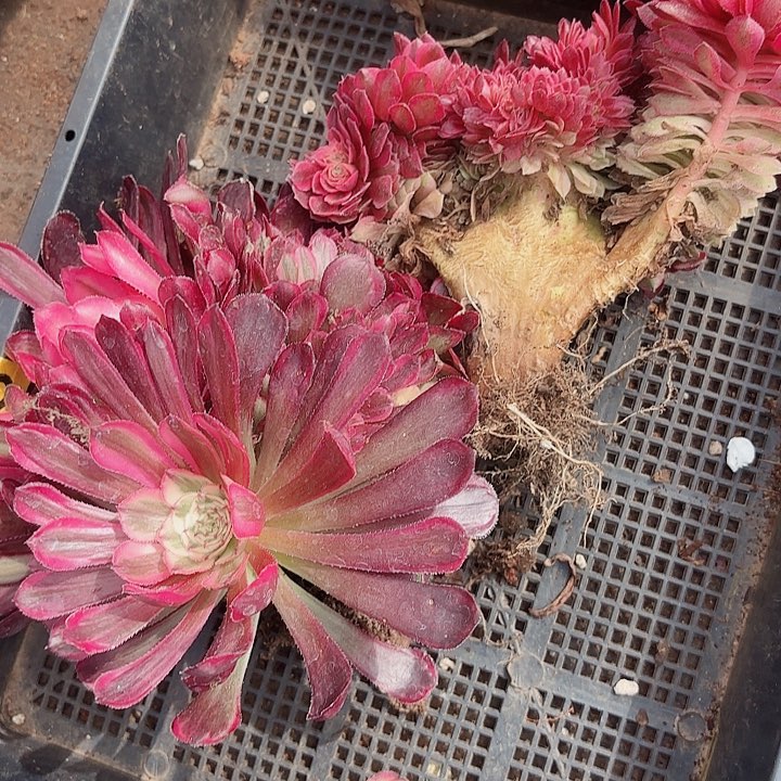 多肉植物福利443