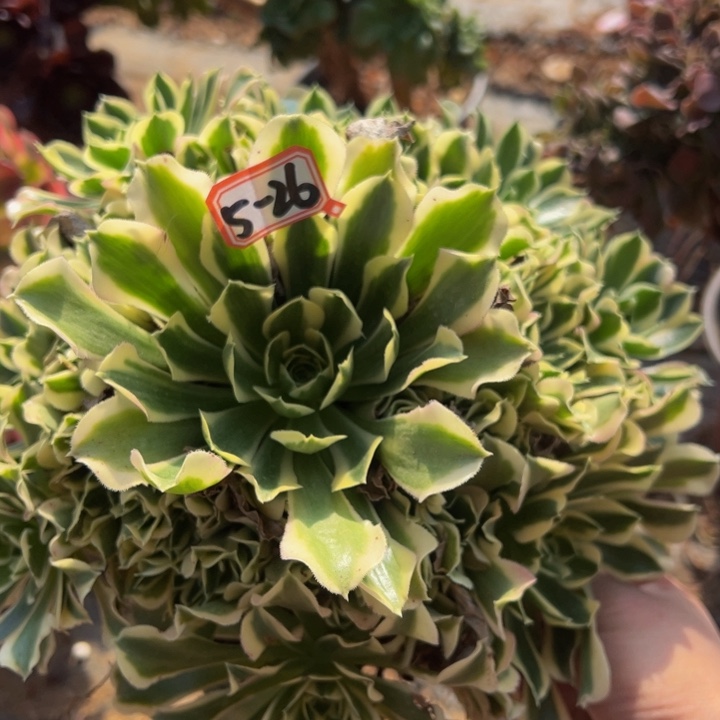 白凤多肉植物5-26