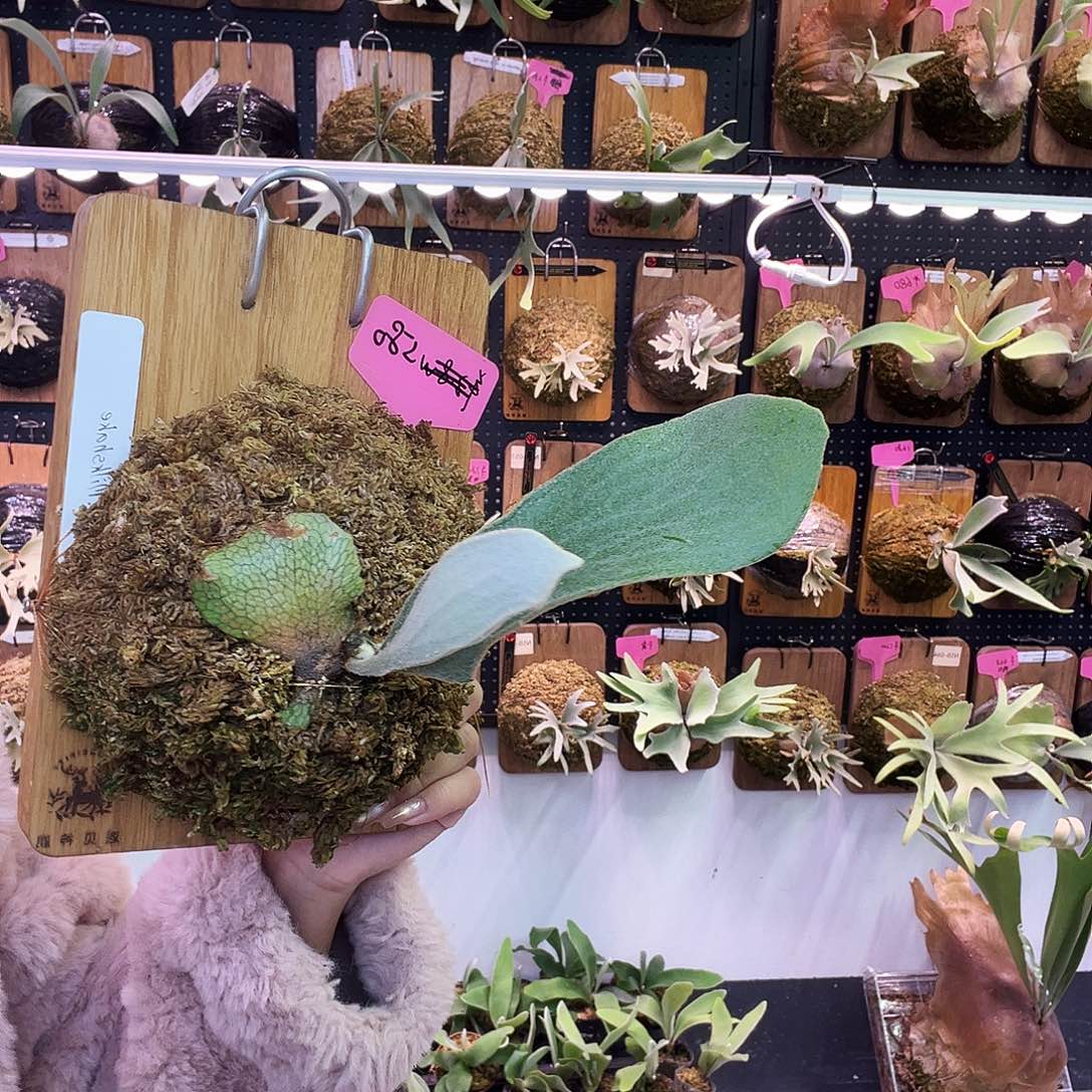 tonkla 奶昔 侧 石化