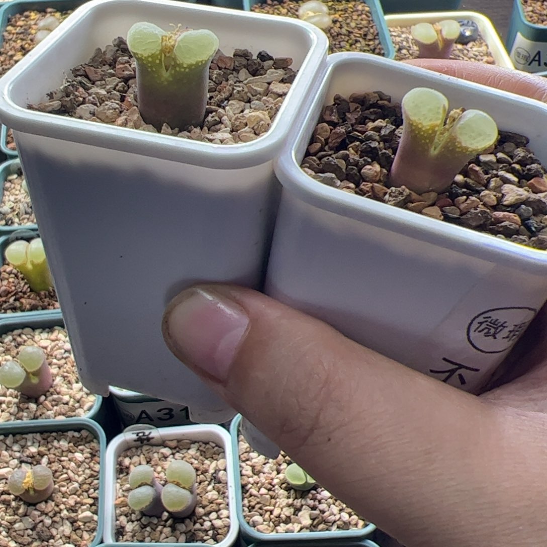 两颗一起15.8风铃玉