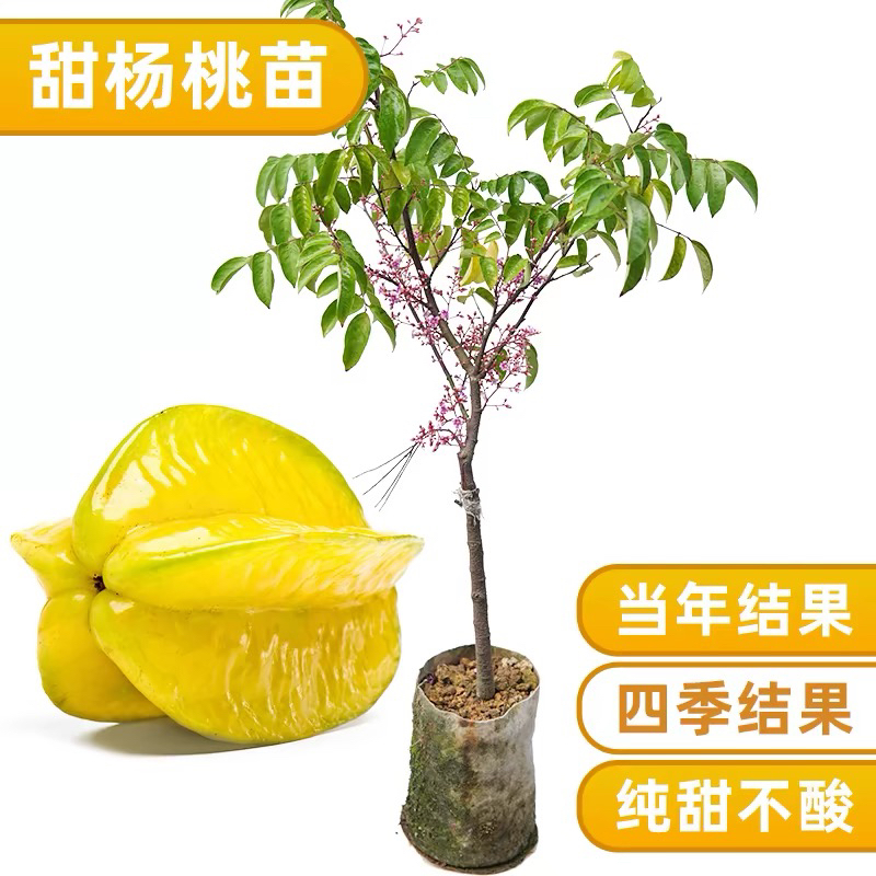 广西甜杨桃树苗嫁接正宗品种四季结果庭院盆栽包邮易活