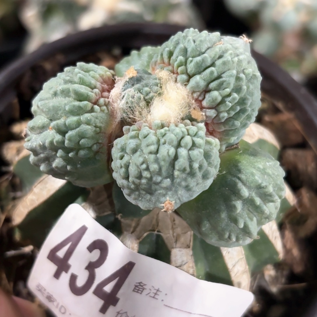 白肌大尤怒涛牡丹仙人球434