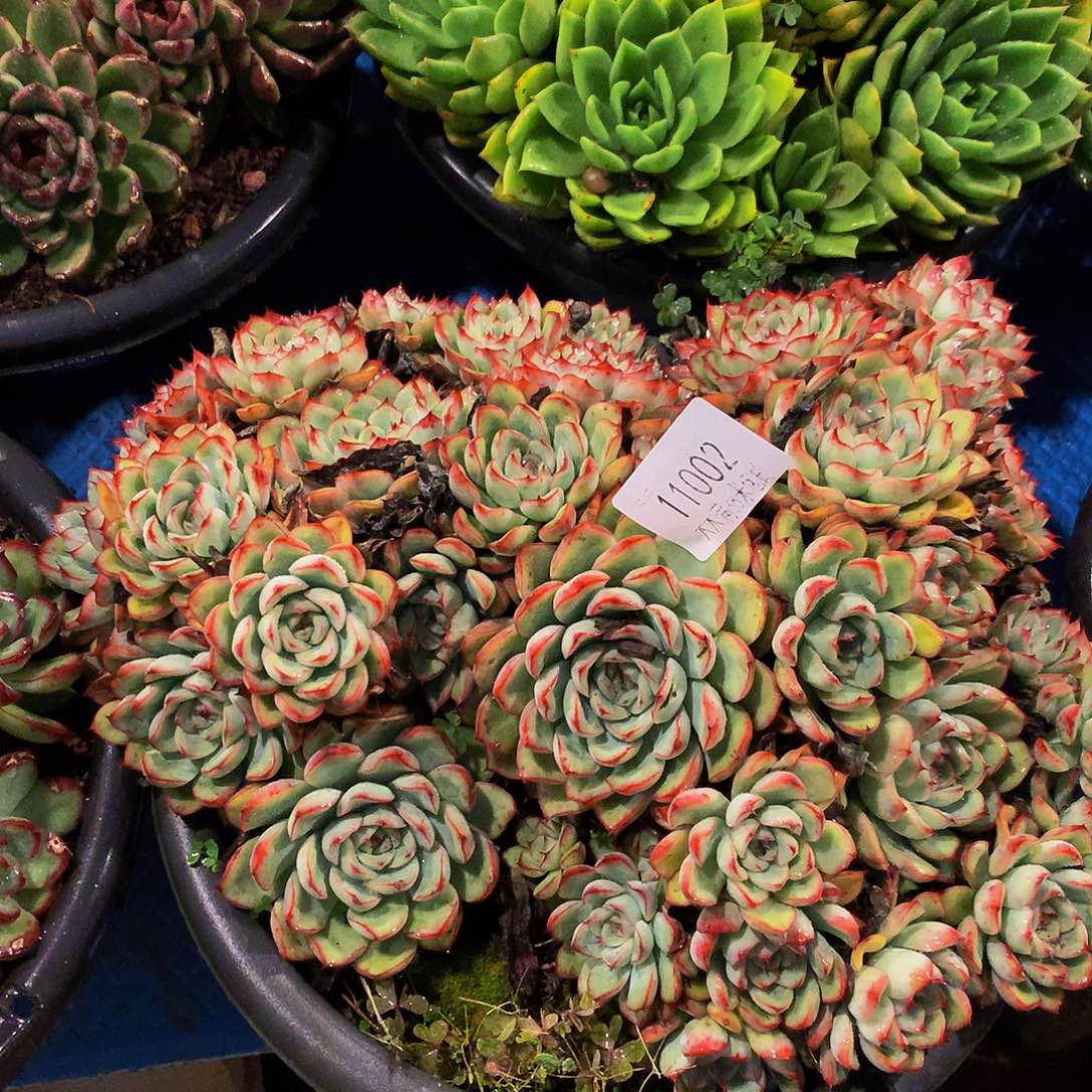 用***3      侧影多肉11002