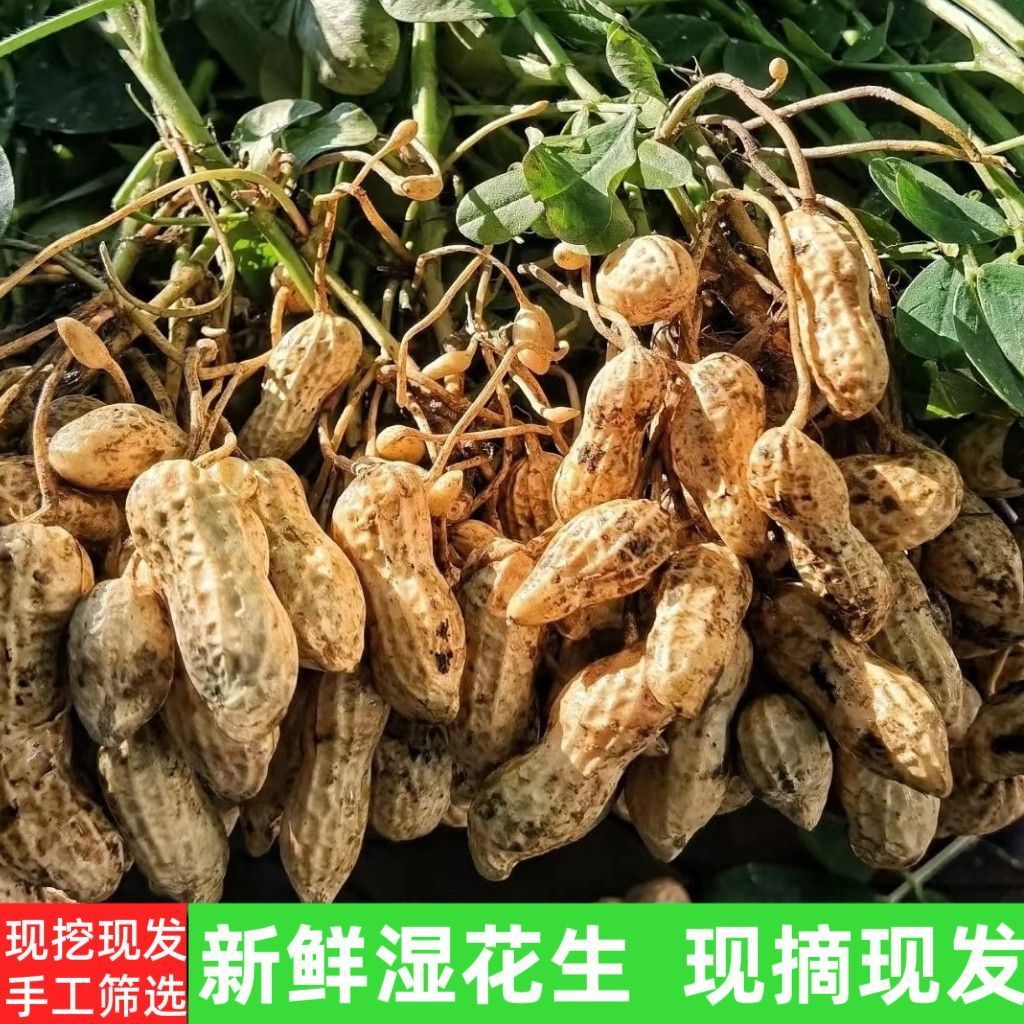 湖南麻阳新鲜花生4/8斤包邮