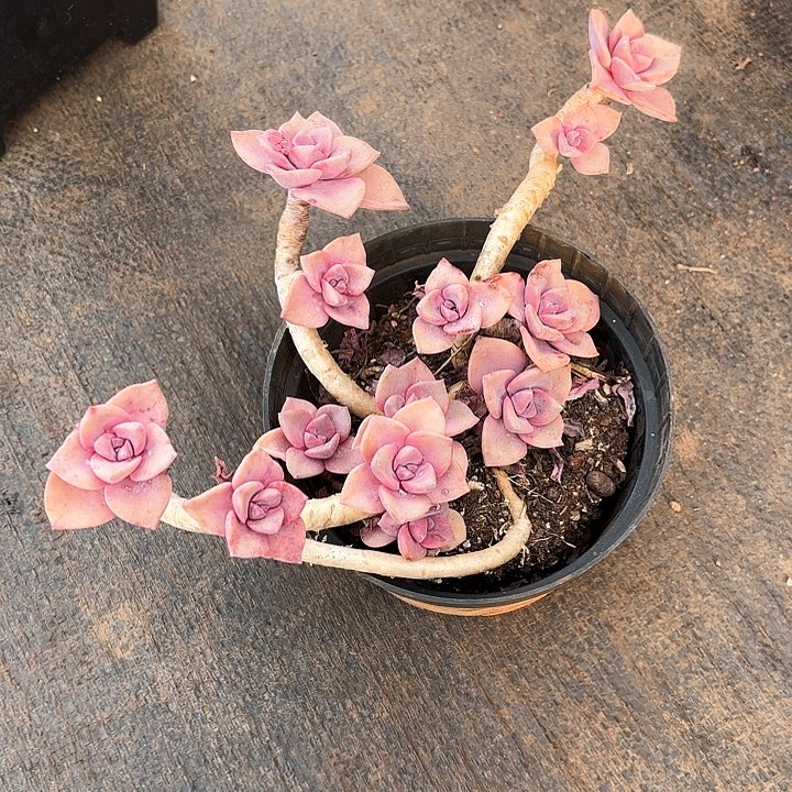 多肉植物，彩虹糖