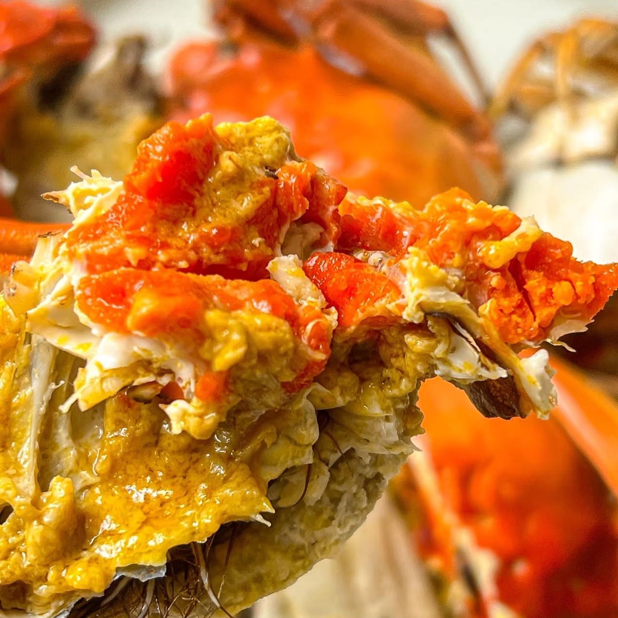 肉质肥美大螃蟹  (公3.0两-母2.5两)4-10只香辣蒜蓉花雕