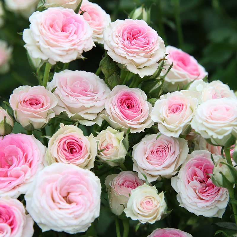 惠惠的花园灌木小伊甸园丰花多头月季花苗灌小伊欧月多季开花植物