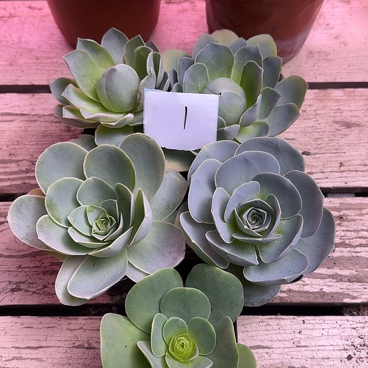 山地玫瑰一物一拍，带盆发1号