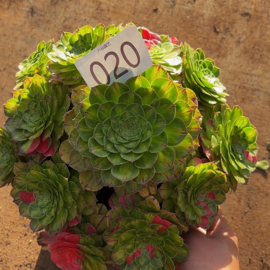 020多肉植物知否特价