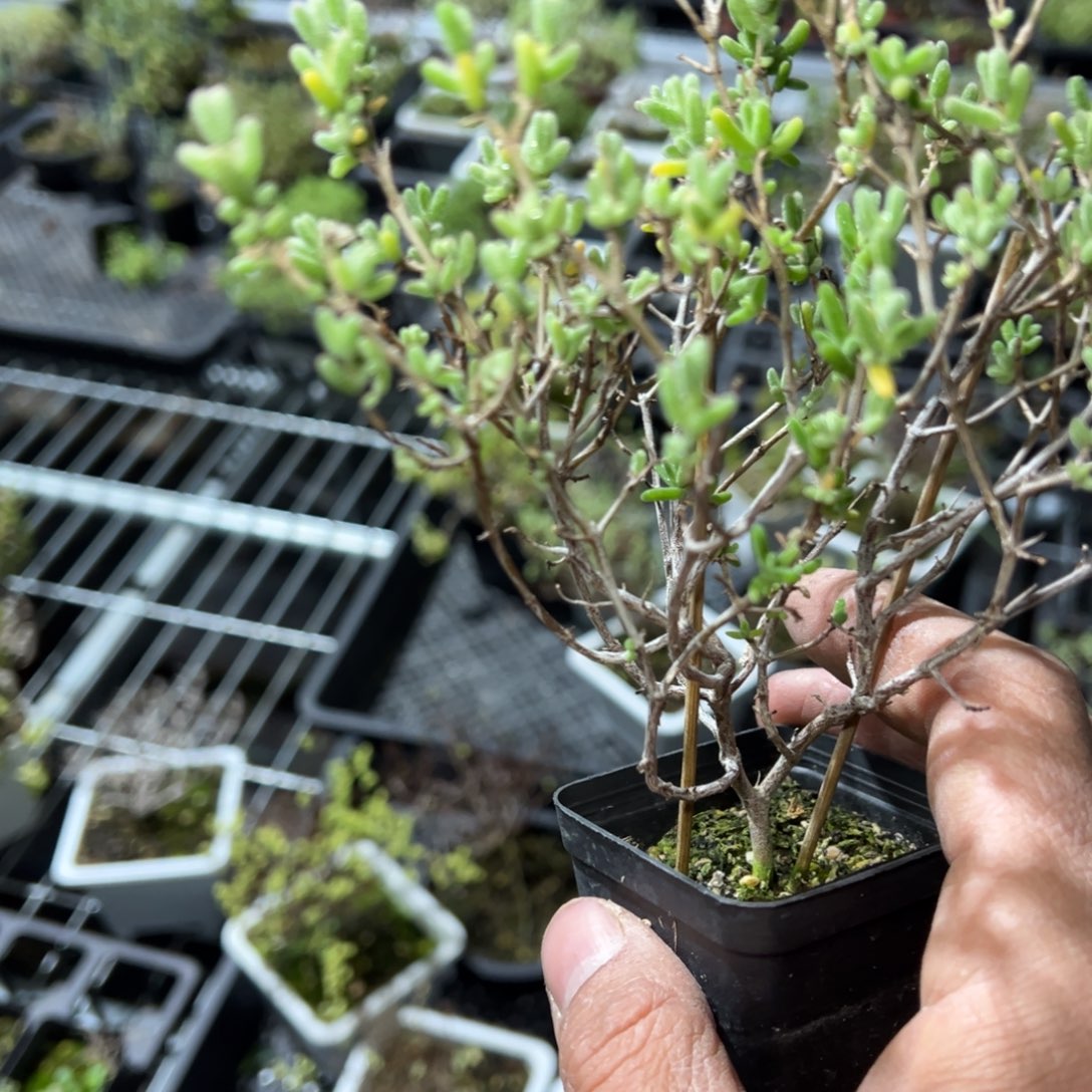 紫砂糖锦55杯老桩福利