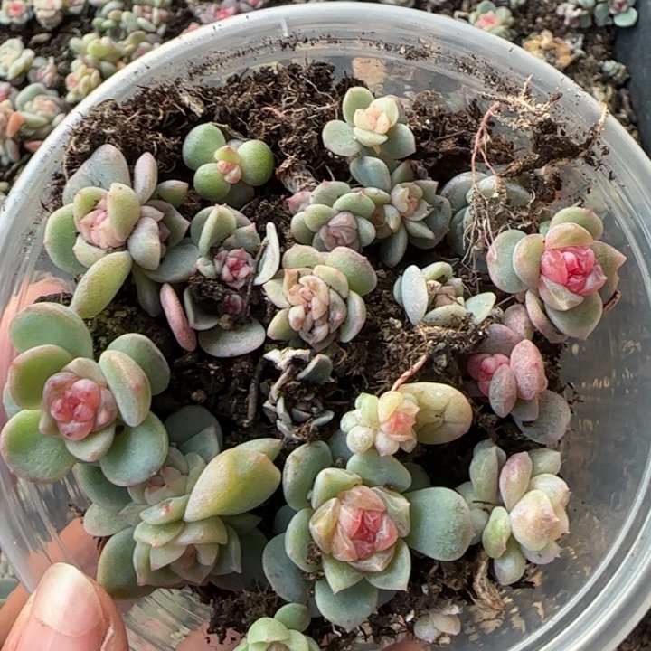 34号绝绝子多肉一盒