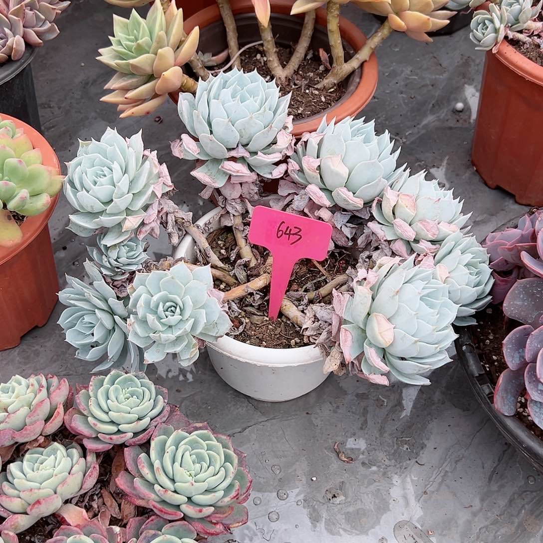 紫*643薄叶蓝鸟多肉