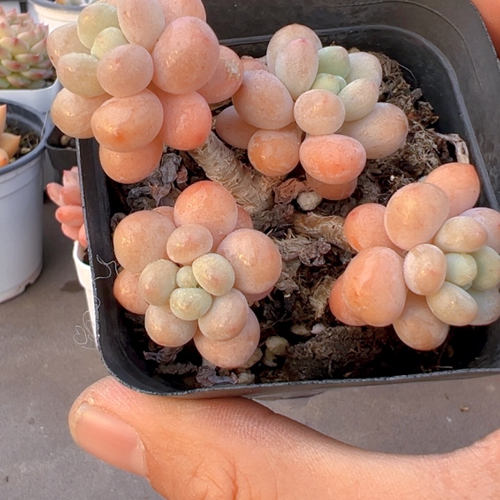 珍妮手指【两单包邮】一物一拍