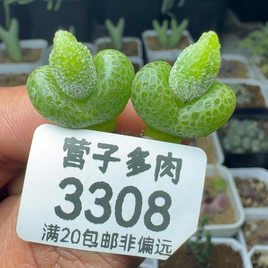 妖奇玉。 两颗。          