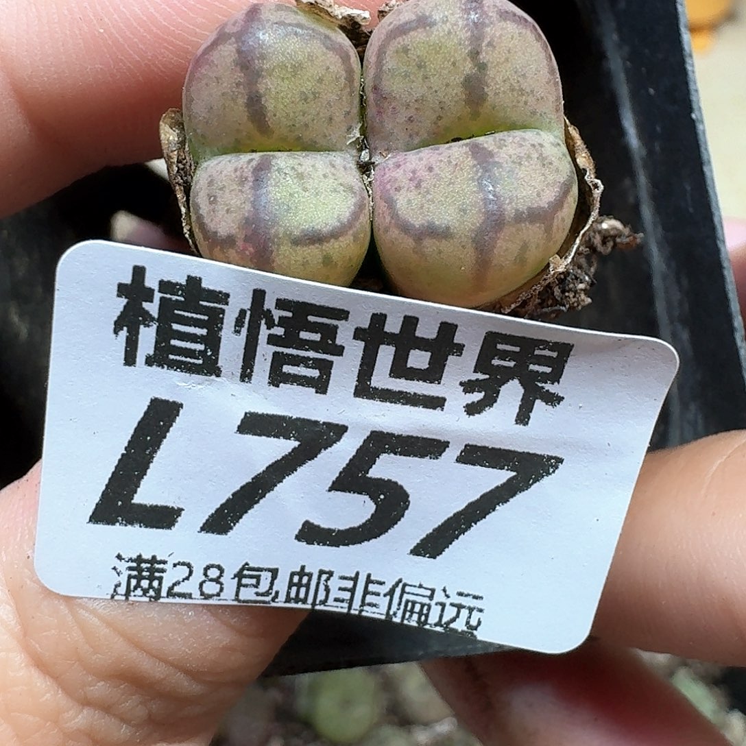 多肉植物发润泽额的g