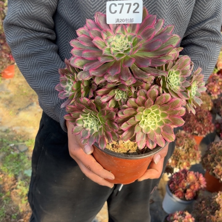 瑞妈，。。。。。。772天河，