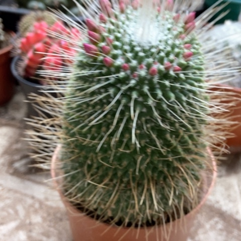 白柱仙人球18米仙人球