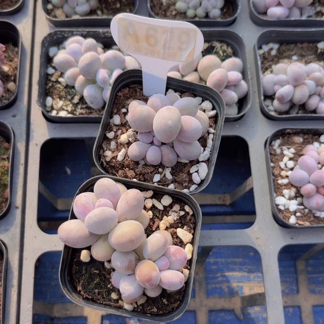 妍****A629两颗彩虹一物一拍