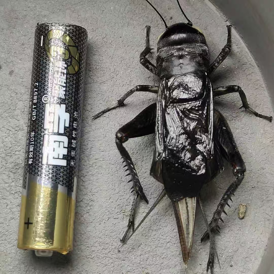 高级精品缎蓝青黑虫油葫芦1个包活包叫 图片仅供参考请以实物为准