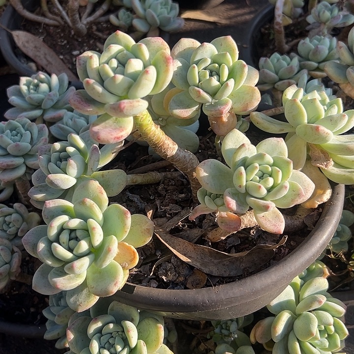 望舒。                    