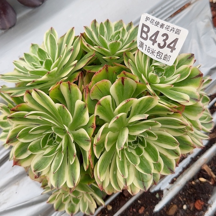 多肉法师伊丽莎白