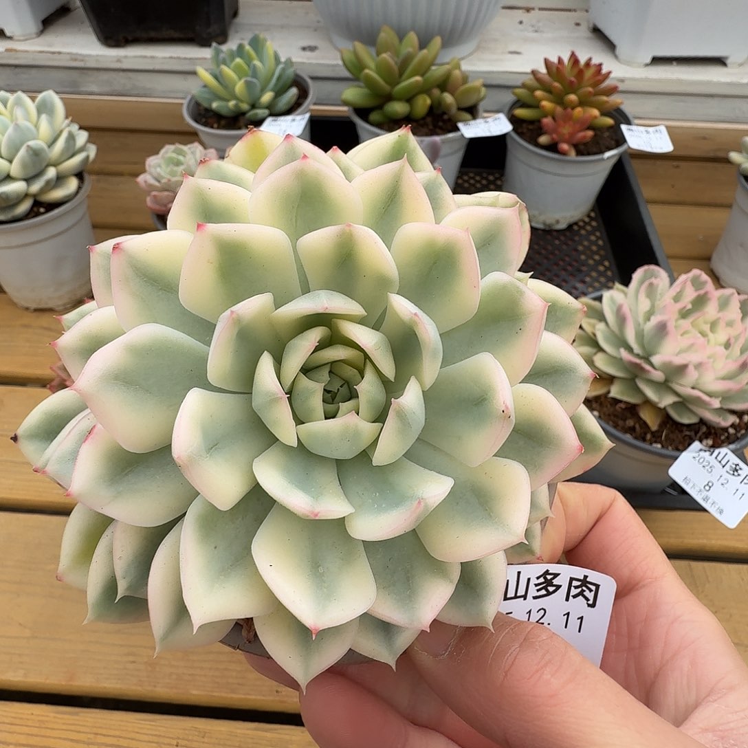 月亮仙子锦1111211-9