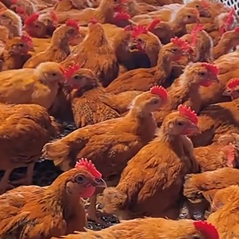 九斤红肉质细嫩鲜美 到手10只