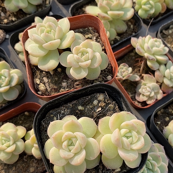 上盆干冰2颗量拍多肉